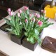 TulipsMain TulipsMain