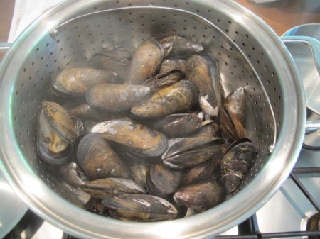 Mussles5 Mussles5